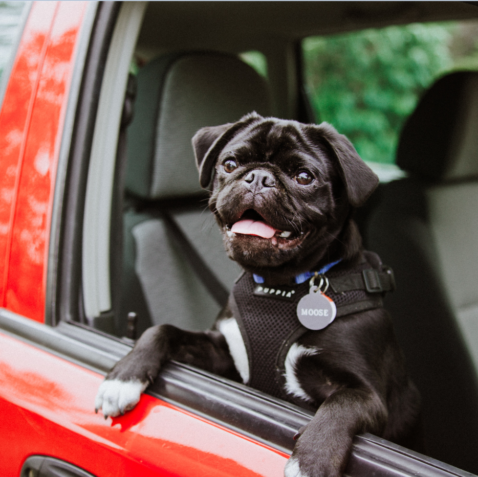 Let your puppy ride in a car